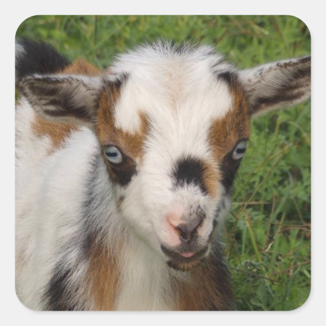 Adesivo Quadrado Flashy Tri Color Nigerian Dwarf Goat Kid (Frente)