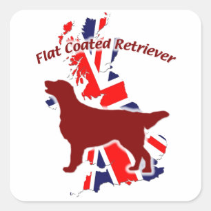 Adesivo Quadrado Flat Coated Retriever