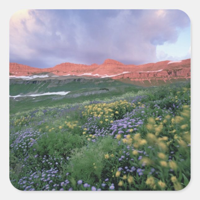 Adesivo Quadrado Fleabane púrpura (erigeron peregrinus) e amarelo (Frente)