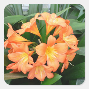 Adesivo Quadrado Flor alaranjada do lírio de Bush ou lírio natal