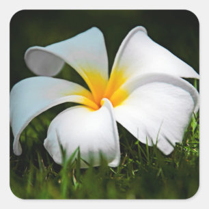 Adesivo Quadrado Flor branca de Havaí do Frangipani do Plumeria