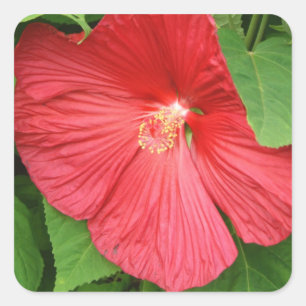 Adesivo Quadrado Flor Brilhante Magenta Hibiscus Floral