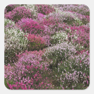 Adesivo Quadrado Flor cor-de-rosa, branca e roxa dos arbustos