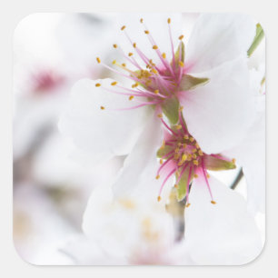 Adesivo Quadrado Flor da amêndoa