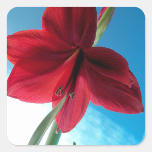 Adesivo Quadrado Flor de Amaryllis vermelho vívido