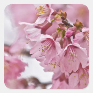 Adesivo Quadrado Flor de Cerejeira Sakura Rosa Pálido