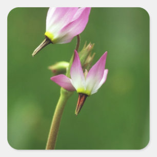 Adesivo Quadrado Flor de estrela cadente, Califórnia, EUA