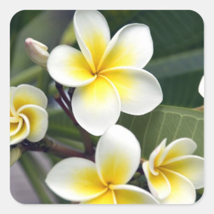 Adesivo Quadrado flor de frangipani Ilhas Cook