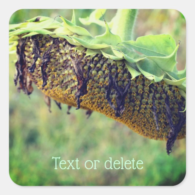 Adesivo Quadrado Flor de girassol desbotado personalizado (Frente)