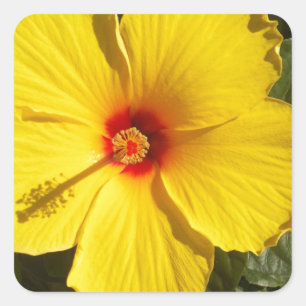 Adesivo Quadrado Flor de Hibiscus Amarelo
