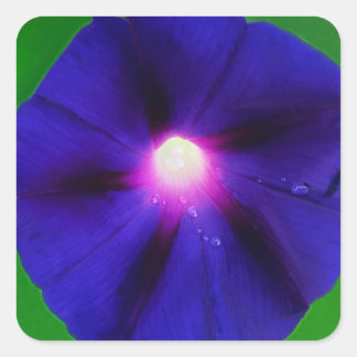 Adesivo Quadrado Flor de Ipoméia Roxa