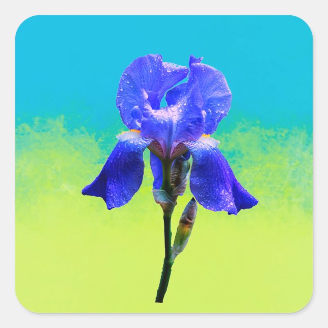 Adesivo Quadrado flor de íris (Frente)