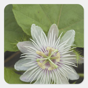 Adesivo Quadrado Flor de Maracujá de Galápagos Passiflora foetida