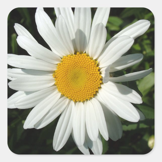 Adesivo Quadrado flor de margarida branca (Frente)