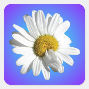 Adesivo Quadrado Flor de Margarida Branca Gradiente Azul Roxo