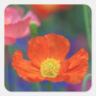Adesivo Quadrado Flor de Papoula Laranja Vibrante