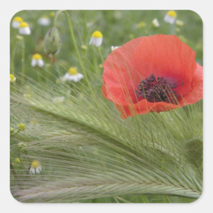 Adesivo Quadrado Flor de papoula vermelha, Toscana, Itália