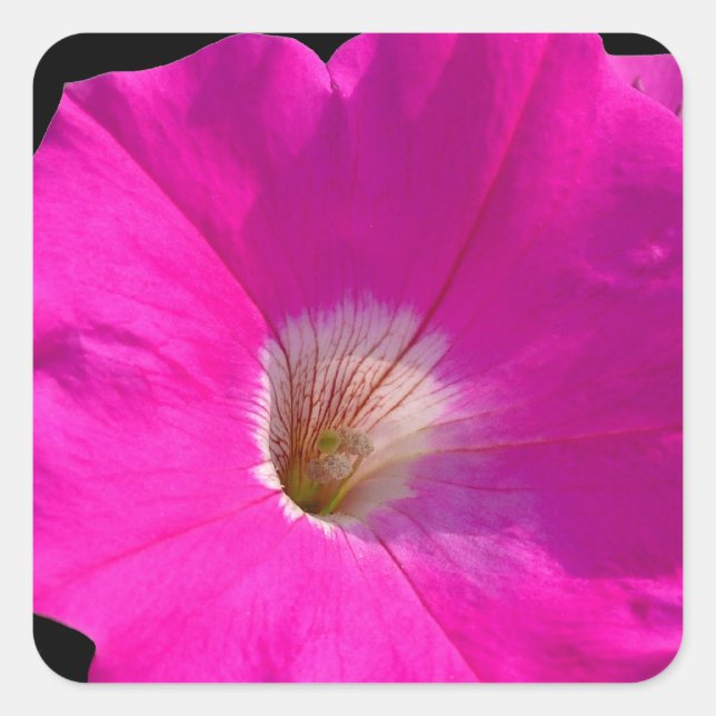 Adesivo Quadrado flor de petúnia rosa (Frente)