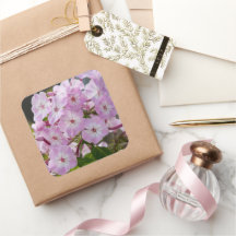 Flor de Phlox Rosa, Fotografia Canadiana