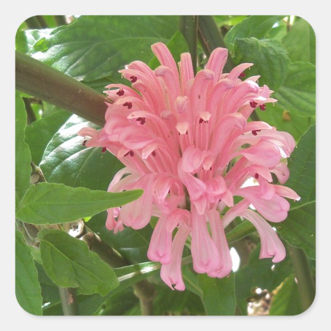 Adesivo Quadrado Flor de pluma brasileira (Frente)