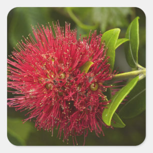 Adesivo Quadrado Flor de Pohutukawa, Dunedin