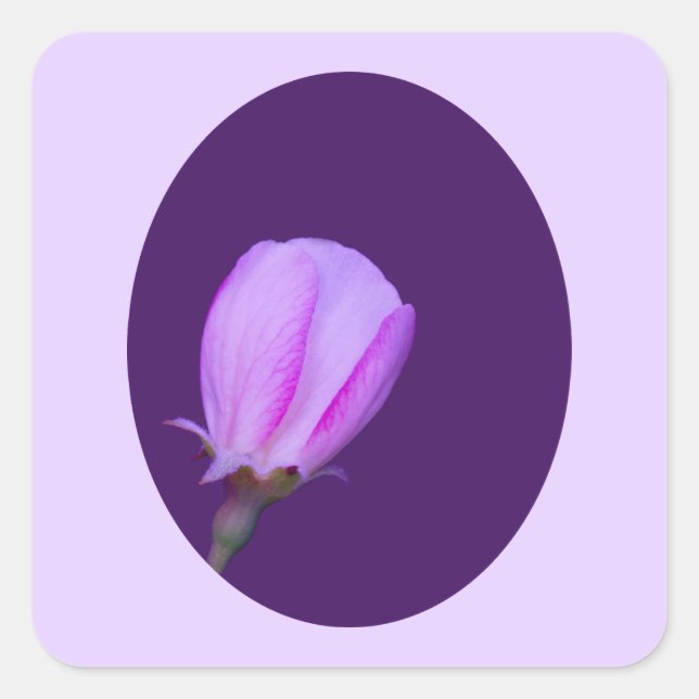 Adesivo Quadrado Flor de Primavera rosa e púrpura (Frente)