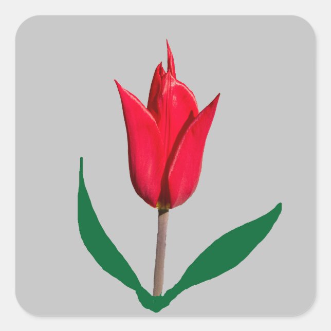 Adesivo Quadrado Flor de tulipas (Frente)