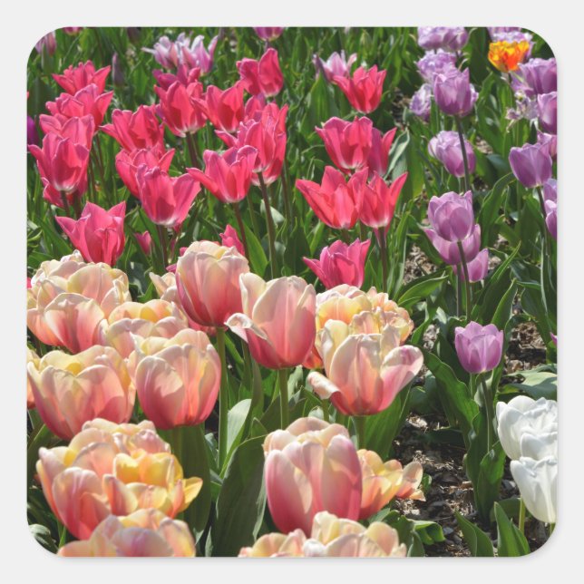 Adesivo Quadrado Flor de tulipas de várias cores (Frente)