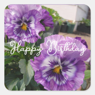 Adesivo Quadrado Flor de Violeta Roxa Pansy Aniversário Feliz Azul