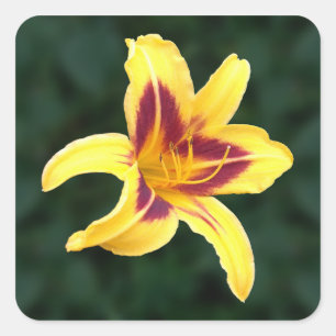 Adesivo Quadrado Flor Diuril Amarelo com Vermelho, Hemerocallis: