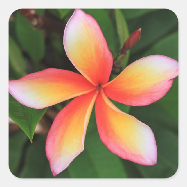 Adesivo Quadrado Flor Frangipani (Frente)
