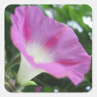 Flor Glorioso Rosa Morning