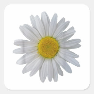 Adesivo Quadrado Flor margarida branca, margarida florescente, flor