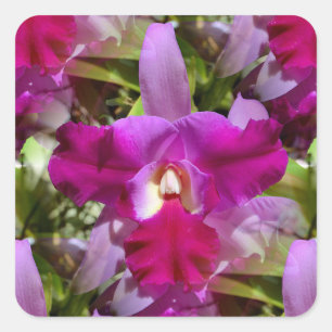 Adesivo Quadrado Flor Orquídea Tropical de Cattleya