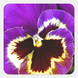 Adesivo Quadrado Flor pansível púrpura e amarela