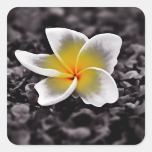 Adesivo Quadrado Flor Plumeria Frangipani Hawaii