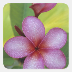 Adesivo Quadrado Flor, Plumeria sp.), Pacífico Sul, Niue