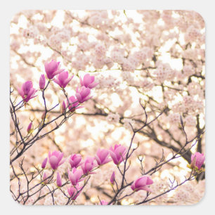 Adesivo Quadrado Flor-Primavera de-Magnolias Púrpuras, cor-de-rosa,