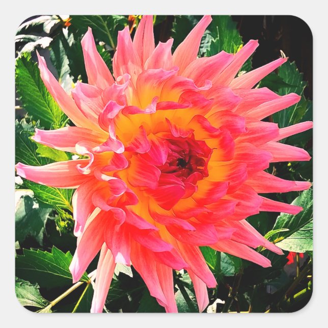 Adesivo Quadrado Flor rosa e amarela (Frente)
