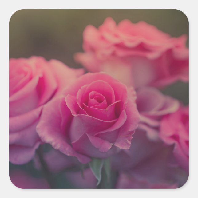 Adesivo Quadrado flor rosa muito perto (Frente)