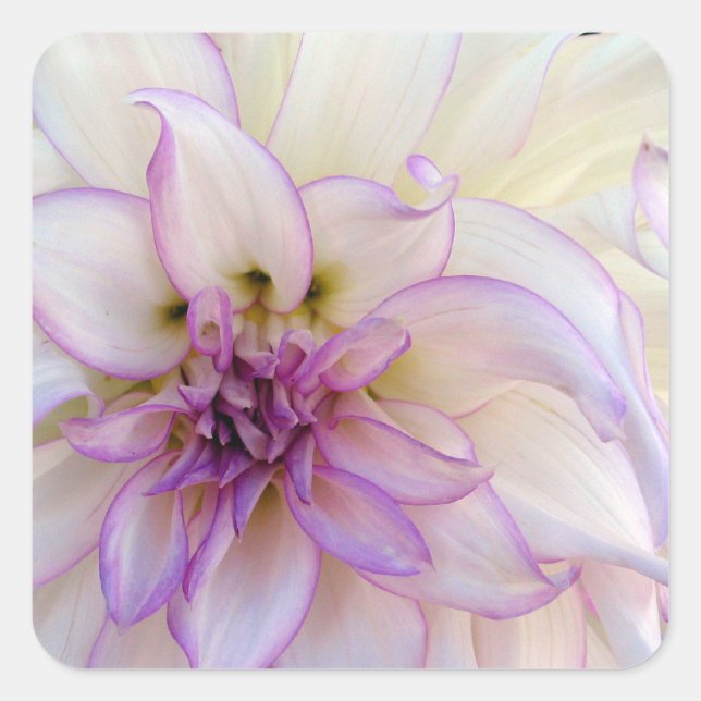 Adesivo Quadrado Flor Roxo e Branco Dahlia (Frente)