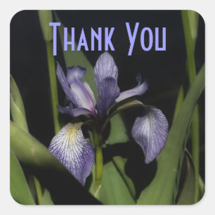 Adesivo Quadrado Flor Roxo Iris Obrigado Sticker