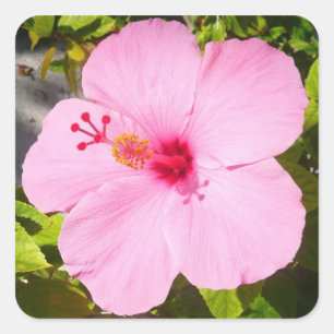 Adesivo Quadrado Flor Tropical de Hibiscus Rosa