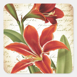 Adesivo Quadrado Flor vermelha do Natal do Amaryllis botânica