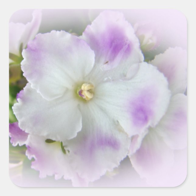 Adesivo Quadrado Flor violeta africana (Frente)