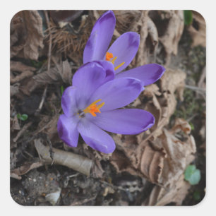 Adesivo Quadrado Floração em Púrpura Crocus
