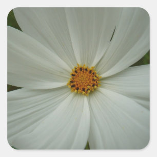 Adesivo Quadrado Floral de Flor Selvagem de Verão do Cosmos Branco
