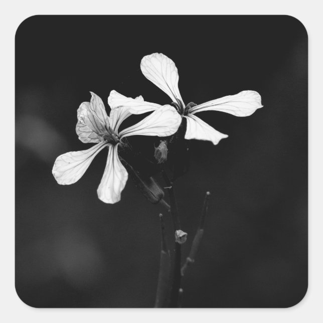 Adesivo Quadrado floral preto e branco mínimo (Frente)
