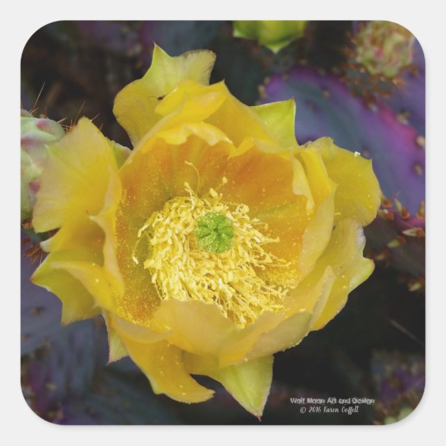 Adesivo Quadrado Flores amarelas de pera púrpura da opuntia cacto (Frente)