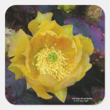 Flores amarelas de pera púrpura da opuntia cacto